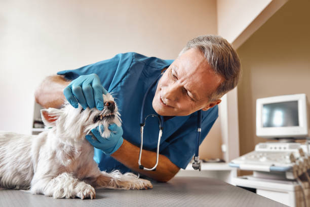 Best Knocked-Out Tooth (Avulsed Tooth) Treatment in Mountain Home Af, ID